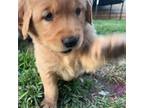 Golden Retriever Puppy for sale in West Covina, CA, USA
