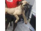 Cane Corso Puppy for sale in Hephzibah, GA, USA