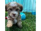 Havanese Puppy for sale in Durand, MI, USA