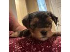 Yorkshire Terrier Puppy for sale in Goodyear, AZ, USA