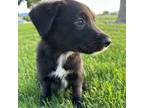 Border Collie Puppy for sale in Lehi, UT, USA