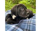 Saint Bernard Puppy for sale in Burleson, TX, USA
