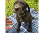 Saint Bernard Puppy for sale in Burleson, TX, USA