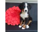 Bernese Mountain Dog Puppy for sale in Crofton, KY, USA