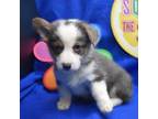 Pembroke Welsh Corgi Puppy for sale in Weaubleau, MO, USA