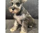 Schnauzer (Miniature) Puppy for sale in Jefferson, OR, USA