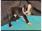 Boston Terrier Puppy for sale in Atwood, OK, USA