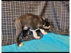 Boston Terrier Puppy for sale in Atwood, OK, USA