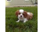 Cavalier King Charles Spaniel Puppy for sale in Andrews, SC, USA