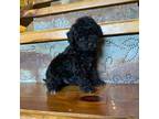 Mutt Puppy for sale in Crawfordsville, IN, USA