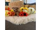 Poodle (Toy) Puppy for sale in Suisun City, CA, USA