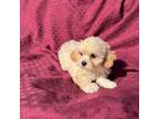 Poodle (Toy) Puppy for sale in Cedar Rapids, IA, USA