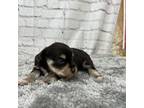 Schnauzer (Miniature) Puppy for sale in Mount Carmel, TN, USA