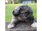 Aussiedoodle Puppy for sale in Brundidge, AL, USA