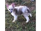 Chinese Crested Puppy for sale in Fuquay Varina, NC, USA