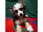 Chinese Crested Puppy for sale in Fuquay Varina, NC, USA