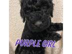 Goldendoodle Puppy for sale in Norman, OK, USA