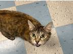 Bumblebee, Domestic Shorthair For Adoption In Raleigh, North Carolina