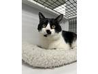 Halibut, Domestic Shorthair For Adoption In Raleigh, North Carolina