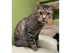 Gus, Domestic Shorthair For Adoption In Los Angeles, California