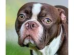 Rudy Oliver-tn, Boston Terrier For Adoption In Maryville, Tennessee