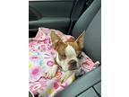 Kiki Moria Keyara-4350ms, Boston Terrier For Adoption In Maryville, Tennessee