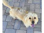 Luna, Cairn Terrier For Adoption In Phoenix, Arizona