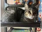 Widget, Domestic Shorthair For Adoption In Santa Rosa, California