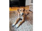 Eros (foster-to-adopt), Labrador Retriever For Adoption In Mississauga, Ontario