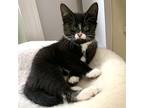 Sheila, Domestic Shorthair For Adoption In Mendon, New York