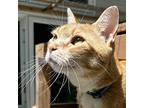 Ceasar, Domestic Shorthair For Adoption In Mendon, New York