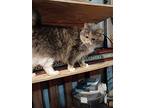 Phobe, Maine Coon For Adoption In Inez, Kentucky