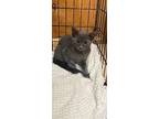 Benji, Russian Blue For Adoption In Napa, California