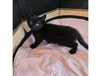 Bear (sc), Domestic Shorthair For Adoption In Napa, California