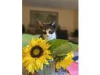 Iris ( Kt), Calico For Adoption In Napa, California