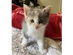 Lily ( Kt), Calico For Adoption In Napa, California