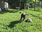 Michelle, Labrador Retriever For Adoption In Ola, Arkansas