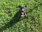 Joey, Labrador Retriever For Adoption In Ola, Arkansas