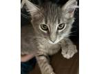 Genna And Omi (bonded), Domestic Mediumhair For Adoption In Fort Worth, Texas