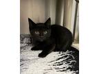 Chanel (with West Coast), Domestic Shorthair For Adoption In Richmond, Virginia