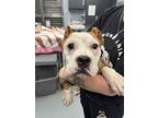 Chickadee, American Pit Bull Terrier For Adoption In Richmond, Virginia