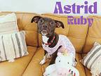 Astrid Ruby, Boston Terrier For Adoption In Provo, Utah