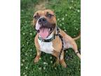 Stegge Saurus, American Pit Bull Terrier For Adoption In Richmond, Virginia