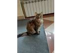 Shaiq, Norwegian Forest Cat For Adoption In Rockville, Maryland