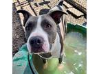 Franklin, American Pit Bull Terrier For Adoption In Indianapolis, Indiana