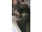 Cricket, Domestic Shorthair For Adoption In Forty Fort, Pennsylvania
