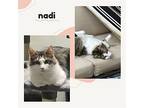 Nadia And Nadi- Bonded Brother And Sister, Domestic Longhair For Adoption In