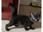 Lucky Charms & Wheaties **bonded Pair**, Domestic Shorthair For Adoption In