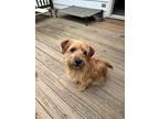 Bode, Terrier (unknown Type, Small) For Adoption In Bloomington, New York