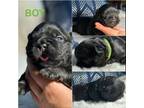French Bulldog Puppy for sale in Plumas Lake, CA, USA